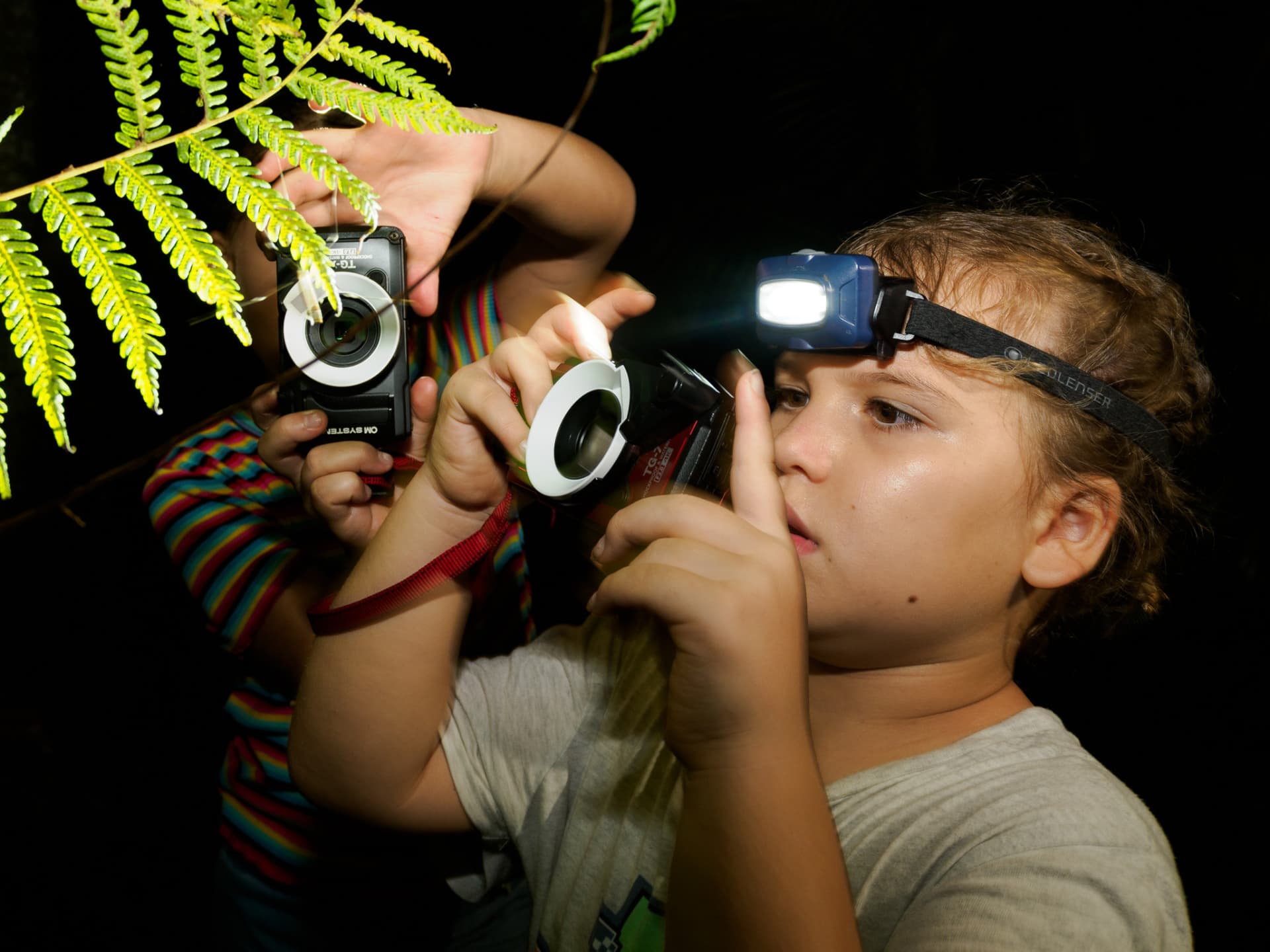Cairns Botanic Gardens Night Walk Experience - main image